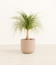 Load image into Gallery viewer, Sandy Pink*****Profile