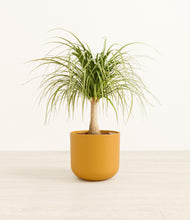 Load image into Gallery viewer, Sunset Orange*****Profile