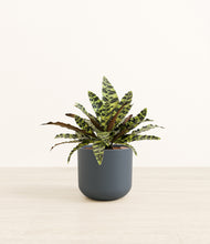 Load image into Gallery viewer, Iron Gray*****Profile