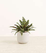 Load image into Gallery viewer, Natural Bamboo*****Profile