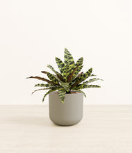 Load image into Gallery viewer, Sage Green*****Profile