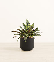 Load image into Gallery viewer, Stone Black*****Profile