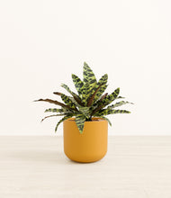 Load image into Gallery viewer, Sunset Orange*****Profile