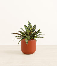 Load image into Gallery viewer, Earth Red*****Profile