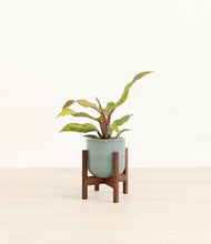 Load image into Gallery viewer, Reactive Aqua stand:walnut
