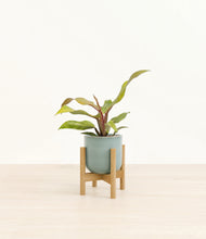 Load image into Gallery viewer, Reactive Aqua stand:bamboo