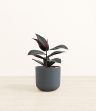 Load image into Gallery viewer, Iron Gray*****Profile