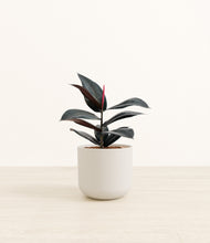 Load image into Gallery viewer, Natural Bamboo*****Profile