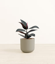 Load image into Gallery viewer, Sage Green*****Profile