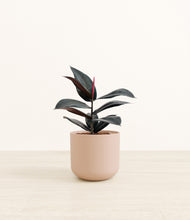 Load image into Gallery viewer, Sandy Pink*****Profile