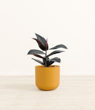 Load image into Gallery viewer, Sunset Orange*****Profile