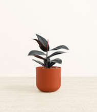 Load image into Gallery viewer, Earth Red*****Profile