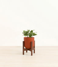 Load image into Gallery viewer, Earth Red stand:walnut