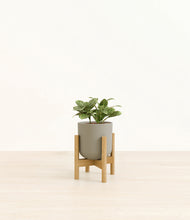 Load image into Gallery viewer, Sage Green stand:bamboo