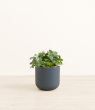 Load image into Gallery viewer, Iron Gray*****Profile