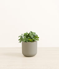 Load image into Gallery viewer, Sage Green*****Profile