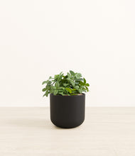 Load image into Gallery viewer, Stone Black*****Profile