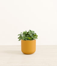 Load image into Gallery viewer, Sunset Orange*****Profile