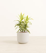 Load image into Gallery viewer, Natural Bamboo*****Profile