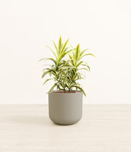 Load image into Gallery viewer, Sage Green*****Profile