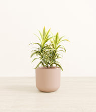 Load image into Gallery viewer, Sandy Pink*****Profile