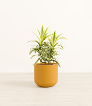 Load image into Gallery viewer, Sunset Orange*****Profile