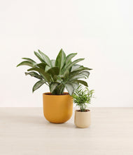 Load image into Gallery viewer, Tiger Lily*****Profile