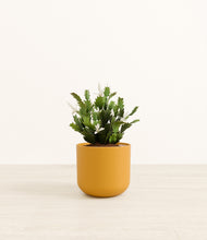 Load image into Gallery viewer, Sunset Orange*****Profile