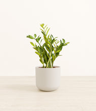 Load image into Gallery viewer, Natural Bamboo*****Profile