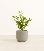 Load image into Gallery viewer, Sage Green*****Profile