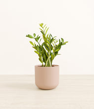 Load image into Gallery viewer, Sandy Pink*****Profile