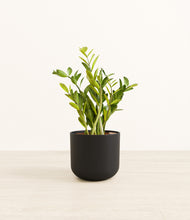 Load image into Gallery viewer, Stone Black*****Profile