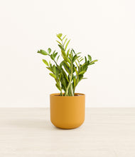 Load image into Gallery viewer, Sunset Orange*****Profile