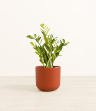 Load image into Gallery viewer, Earth Red*****Profile