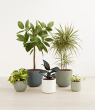 Load image into Gallery viewer, Earthy*****Profile