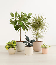 Load image into Gallery viewer, Sandy*****Profile