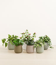 Load image into Gallery viewer, Earthy*****Profile