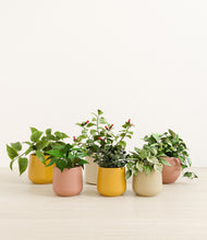 Load image into Gallery viewer, Evening Sky*****Profile