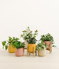 Load image into Gallery viewer, Evening Sky stand:three_stands