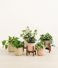 Load image into Gallery viewer, Sandy stand:three_stands