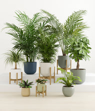 Load image into Gallery viewer, Earthy stand:four_stands