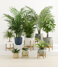 Load image into Gallery viewer, Earthy stand:six_stands