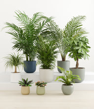 Load image into Gallery viewer, Tropical Haven