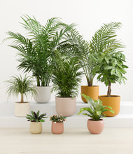 Load image into Gallery viewer, Tropical Haven