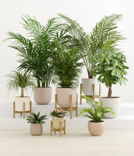 Load image into Gallery viewer, Sandy stand:four_stands