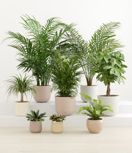 Load image into Gallery viewer, Tropical Haven