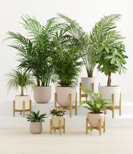 Load image into Gallery viewer, Sandy stand:six_stands