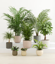 Load image into Gallery viewer, Tropical Haven