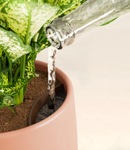 Load image into Gallery viewer, Calm Rose stand:all