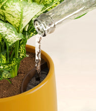 Load image into Gallery viewer, Mustard stand:all